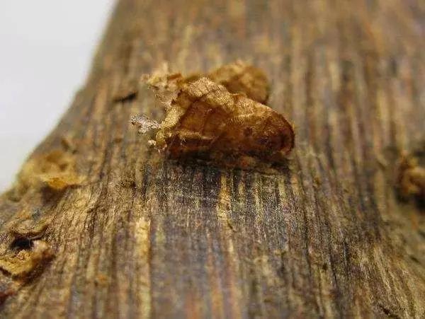 黄金价格现状解析，现在黄金多少钱一克？
