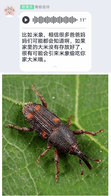 天牛与3D图库，探索三维世界的奇妙融合