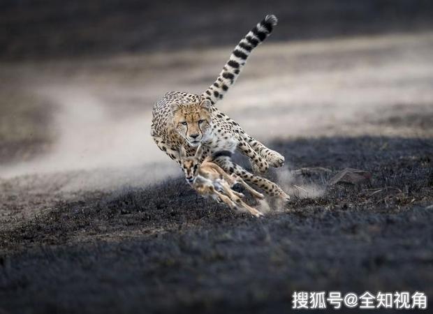 天牛3d图红五图库汇总猴多少画