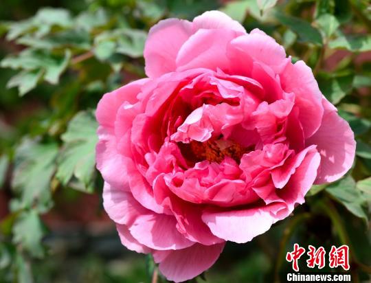 六和彩图库，探索与赏析六和彩图库资料大全