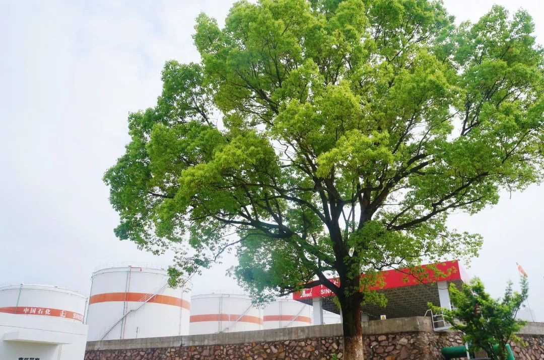 揭秘今天必中的四不像图之谜今天必中四不像图2019年46期