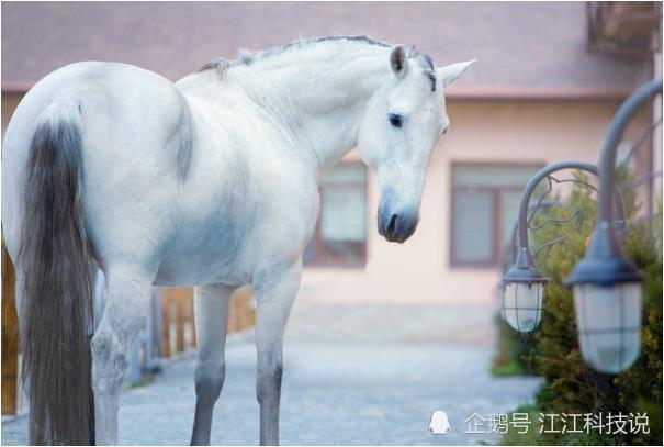 澳门今期特马四不像，探索与解析今晚澳门马四不像一肖图