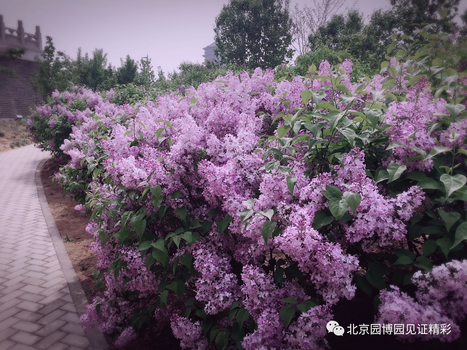 丁香花高清在线观看完整版，绽放的美丽与情感的寄托丁香花高清在线观看完整版图片大全